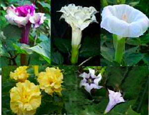 (image for) Datura Seeds \'Mixed\' (10 Seeds)